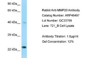 Image no. 1 for anti-Matrix Metalloproteinase 20 (MMP20) (Middle Region) antibody (ABIN2782654)