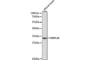 MRPL46 抗体  (AA 1-279)