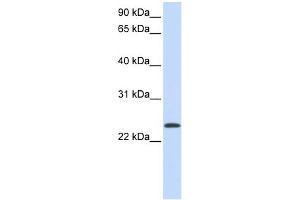 anti-ADP-Ribosylation Factor 1 (ARF1) (Middle Region) antibody