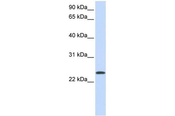 ARF1 antibody  (Middle Region)
