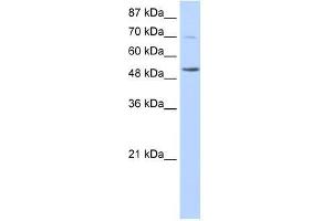 Image no. 1 for anti-IKAROS Family Zinc Finger 3 (Aiolos) (IKZF3) (N-Term) antibody (ABIN927758)