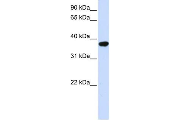 ICMT antibody  (Middle Region)