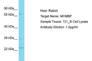 Image no. 1 for anti-Minichromosome Maintenance Complex Binding Protein (MCMBP) (N-Term) antibody (ABIN2774557)