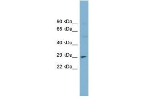 Image no. 1 for anti-Deoxyribonuclease I (DNASE1) (N-Term) antibody (ABIN2782673)