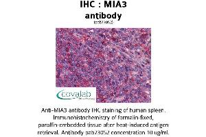MIA3 抗体  (AA 1-120)