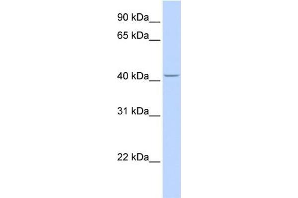 anti-Cytochrome P450, Family 4, Subfamily F, Polypeptide 12 (CYP4F12) (C-Term) antibody