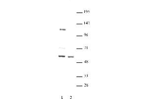 Image no. 1 for anti-Forkhead Box G1 (FOXG1) (C-Term) antibody (ABIN6971658)
