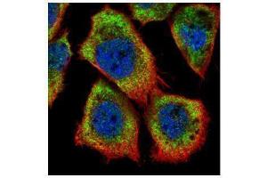 Image no. 4 for anti-HCLS1 Associated Protein X-1 (HAX1) (Center) antibody (ABIN2855251)