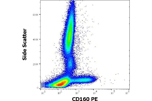 CD160 antibody  (PE)