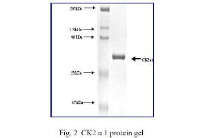 Image no. 1 for Casein Kinase 2 alpha 1 (CSNK2A1) (Active) protein (ABIN411945)