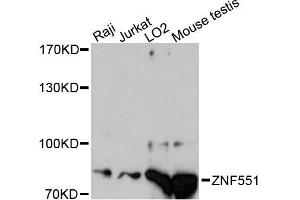 Image no. 1 for anti-Zinc Finger Protein 551 (ZNF551) antibody (ABIN6291108)