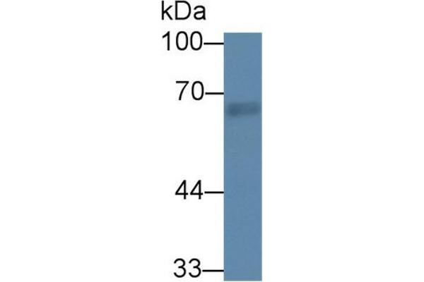 Rhotekin antibody  (AA 296-548)