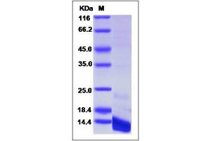 Image no. 1 for Chemokine (C-X-C Motif) Ligand 3 (CXCL3) (AA 35-107) protein (His tag) (ABIN6929076)