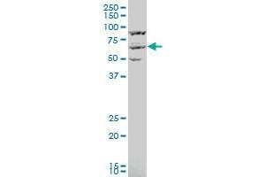 Image no. 1 for anti-Karyopherin alpha 3 (Importin alpha 4) (KPNA3) (AA 422-521) antibody (ABIN561616)