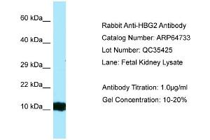 Image no. 1 for anti-Hemoglobin, gamma G (HBG2) (Middle Region) antibody (ABIN2789939)