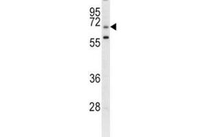 Image no. 1 for anti-Leucine Rich Repeat Containing 32 (LRRC32) (AA 234-260) antibody (ABIN3028542)