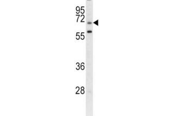 anti-Leucine Rich Repeat Containing 32 (LRRC32) (AA 234-260) antibody