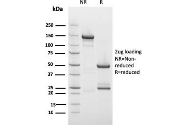 DBN1 抗体  (AA 150-281)