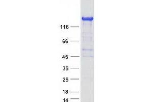 Image no. 1 for rho Guanine Nucleotide Exchange Factor (GEF) 10-Like (ARHGEF10L) (Transcript Variant 1) protein (Myc-DYKDDDDK Tag) (ABIN2730843)