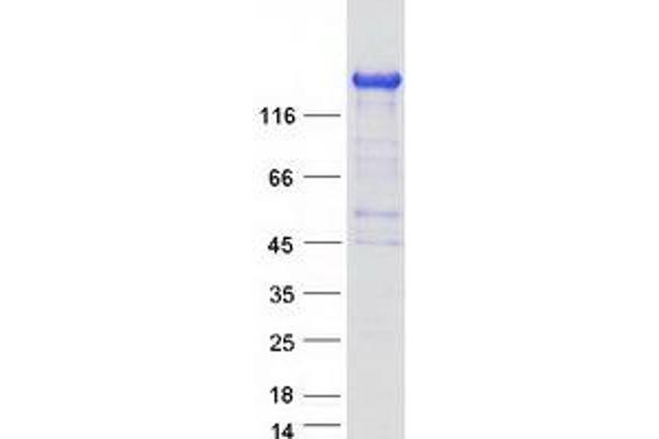 rho Guanine Nucleotide Exchange Factor (GEF) 10-Like (ARHGEF10L) (Transcript Variant 1) protein (Myc-DYKDDDDK Tag)