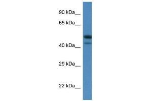 Image no. 1 for anti-SH3-Binding Domain Kinase 1 (SBK1) (C-Term) antibody (ABIN928248)