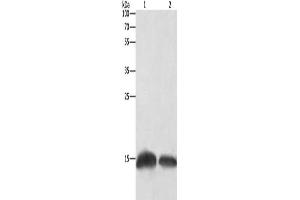 Histone H3.3C Antikörper