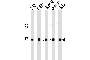 anti-H2A Histone Family, Member X (H2AFX) (AA 115-143), (C-Term) antibody