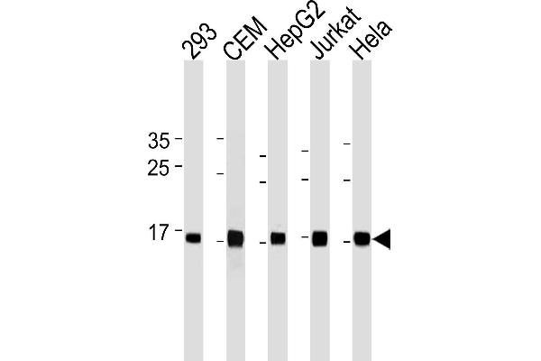 anti-H2A Histone Family, Member X (H2AFX) (AA 115-143), (C-Term) antibody