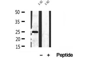 Image no. 1 for anti-Pallidin Homolog (PLDN) (C-Term) antibody (ABIN6264299)