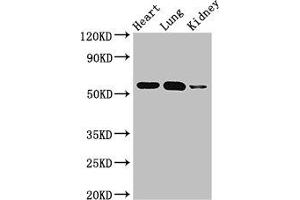 SMAD5 anticorps  (AA 1-209)