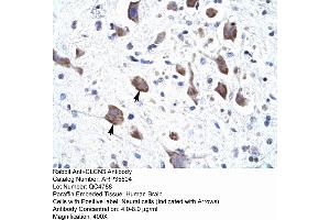 Image no. 2 for anti-Chloride Channel 3 (CLCN3) (C-Term) antibody (ABIN2776327)