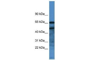 Image no. 1 for anti-Secretogranin III (SCG3) (C-Term) antibody (ABIN929233)