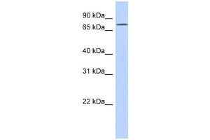 Image no. 1 for anti-Exonuclease 3'-5' Domain Containing 3 (EXD3) (N-Term) antibody (ABIN631991)
