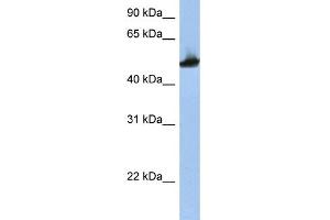 Image no. 1 for anti-Tubulin, beta 2A (TUBB2A) (Middle Region) antibody (ABIN2778647)