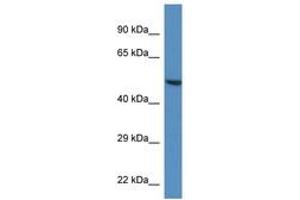 Image no. 1 for anti-Tripartite Motif Containing 11 (TRIM11) (AA 383-432) antibody (ABIN6746214)