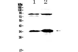Image no. 1 for anti-Interleukin 33 (IL33) (AA 102-264) antibody (ABIN5692884)