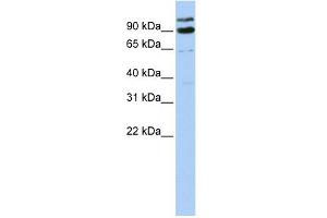 Image no. 1 for anti-LON Peptidase N-terminal Domain and Ring Finger 3 (LONRF3) (Middle Region) antibody (ABIN631189)
