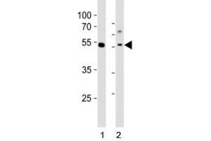 Image no. 2 for anti-GATA Binding Protein 6 (GATA6) (AA 485-518), (C-Term) antibody (ABIN3028674)