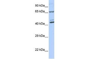 Image no. 1 for anti-Zinc Finger Protein 324 (ZNF324) antibody (ABIN2458273)