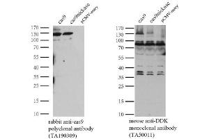 Image no. 3 for anti-CRISPR-Cas9 (AA 1150-1200) antibody (ABIN2670026)