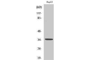 Image no. 1 for anti-E2F Transcription Factor 6 (E2F6) (Internal Region) antibody (ABIN3184381)