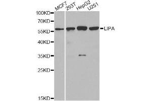 Image no. 1 for anti-Lipase A, Lysosomal Acid, Cholesterol Esterase (LIPA) antibody (ABIN6143248)