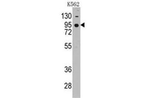 Image no. 1 for anti-Cadherin 7 (CDH7) (AA 63-92), (N-Term) antibody (ABIN356983)