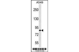 Image no. 1 for anti-PAS Domain Containing 1 (PASD1) (Center) antibody (ABIN2492351)