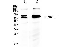 Image no. 5 for anti-Nuclear Respiratory Factor 1 (NRF1) (AA 272-288), (Middle Region) antibody (ABIN3044020)