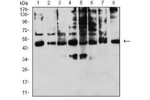 Image no. 4 for anti-Killer Cell Immunoglobulin-Like Receptor, three Domains, Long Cytoplasmic Tail, 1 (KIR3DL1) (AA 22-340) antibody (ABIN5611328)