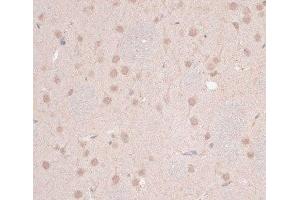 Immunohistochemistry of paraffin-embedded Rat brain using ZNF346 Polyclonal Antibody at dilution of 1:100 (40x lens).