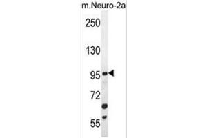 C4orf21 Antibody (N-term) western blot analysis in mouse Neuro-2a cell line lysates (35µg/lane).