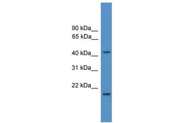 SCCPDH antibody  (Middle Region)