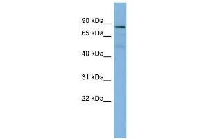 Image no. 1 for anti-Protein Tyrosine Phosphatase G1 (PTPN12) (Middle Region) antibody (ABIN2786734)